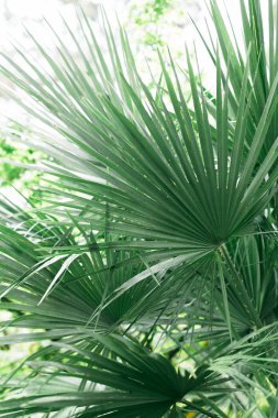 Güneş ışığı ile Tropikal palmiye yaprakları, çiçek desen arka plan