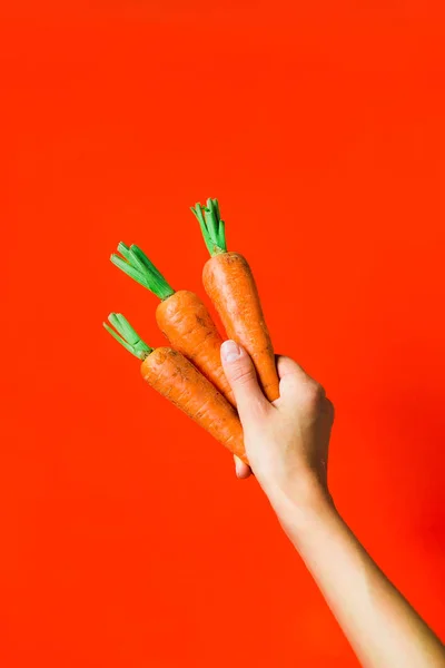 A bunch of fresh carrots in hand on red background. — Stock Photo, Image