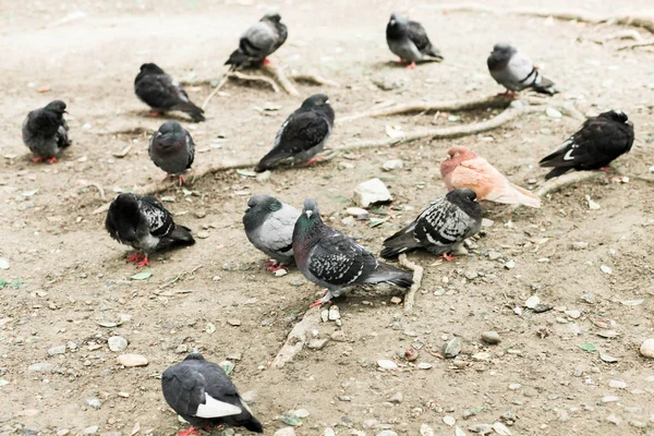 Parkta yerde bir güvercin sürüsü toplanıyor — Stok fotoğraf
