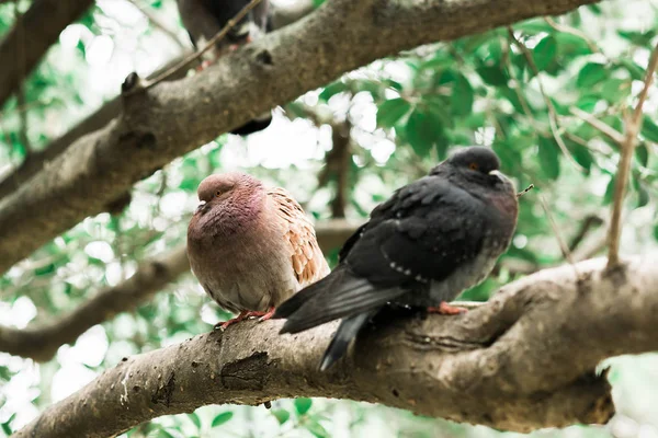 Parkta bir ağaç dalı üzerinde oturan güvercinler — Stok fotoğraf