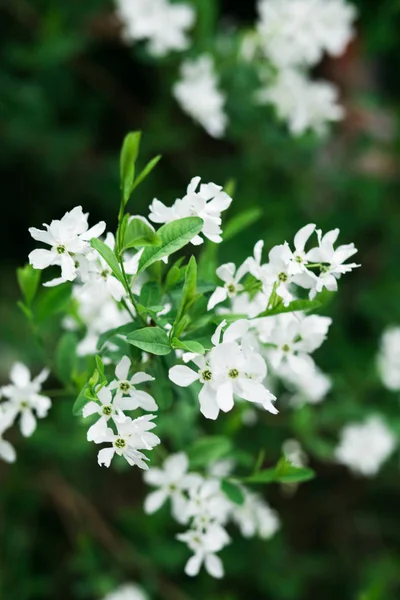 Blommande vita doftande körsbärsblommor på våren — Stockfoto