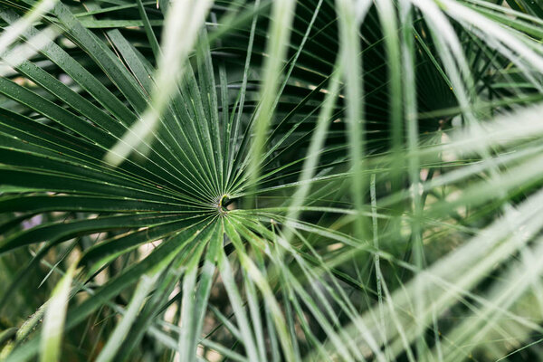 Tropical palm leaves with sunlight, floral pattern background