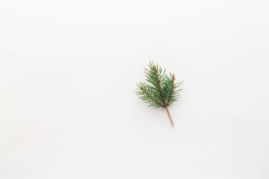 Beyaz bir arka planda Noel taze ladin dalı. Minimalist bir kavram. Düz, üst görünüm, kopyalamak istediğiniz yer
