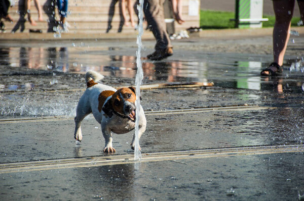 Jack russell terrier dog playing with water jet fountain in park, people legs in background