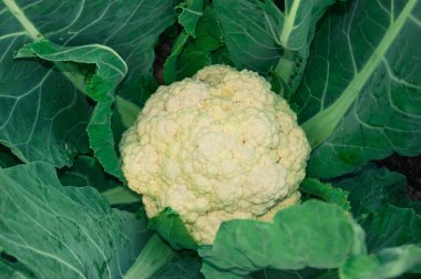 Yaz Bahçe yakın çekim güzel kachan karnabahar