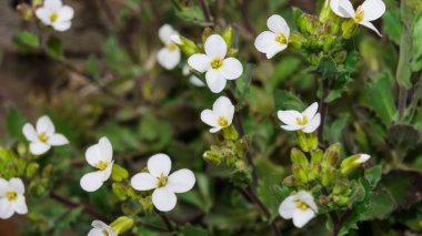 İlk bahar beyaz çiçek obriety çiçek yatak