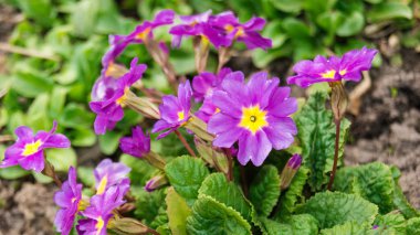 İlk Bahar parlak mor çiçekler primrose sıradan gözünü ortaya çıktı.