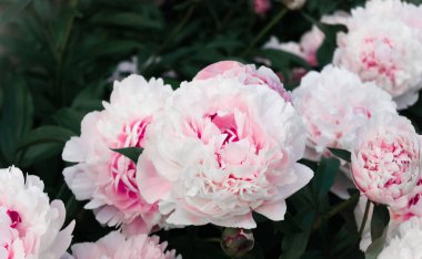 Narin pembe çiçekli peonies