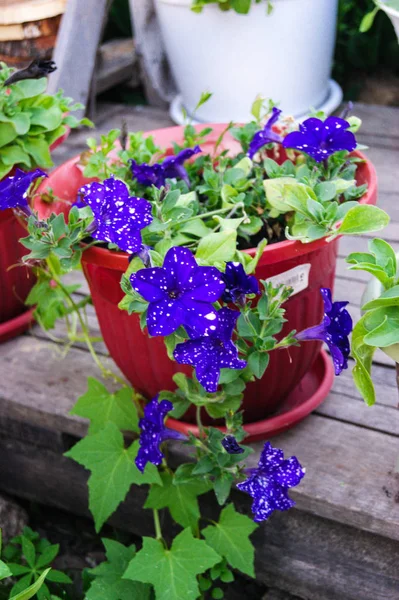 Petunia Fiore Blu Con Impregnazioni Bianche Grado Cielo Stellato Fioritura — Foto Stock