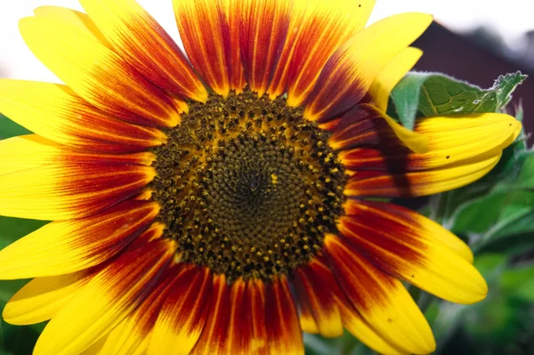 Unusual decorative sunflower with yellow and red petals close-up in a summer garden