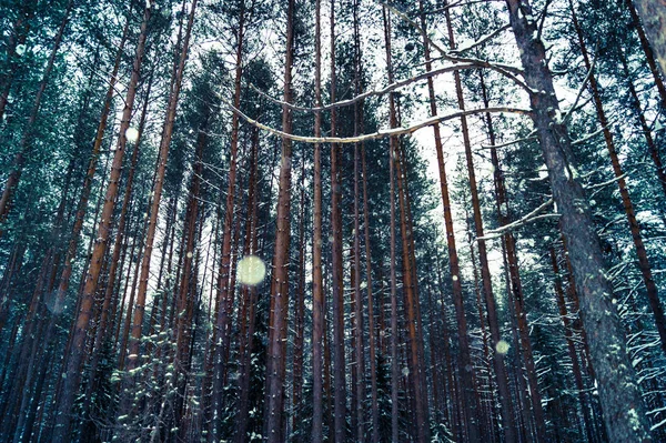 Холодная Зима Сосновый Лес Вечером — стоковое фото