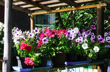 Parlak petunyaların tencere dışında yaz aylarında çiçek açan