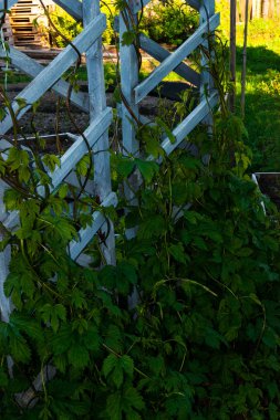 Liana, bahçede kıvırcık yeşil hop