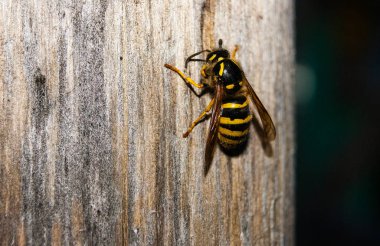 Bir ağaçta böcek arı yakın çekim