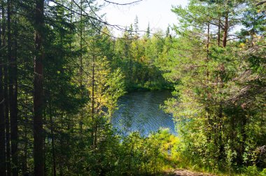 Orman göl güneşli yaz gününde