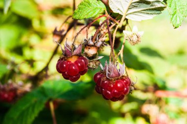 Sulu ahududu bir dal üzerinde yaz aylarında