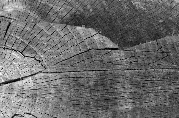 Textures BW wood set background with wood grain detail