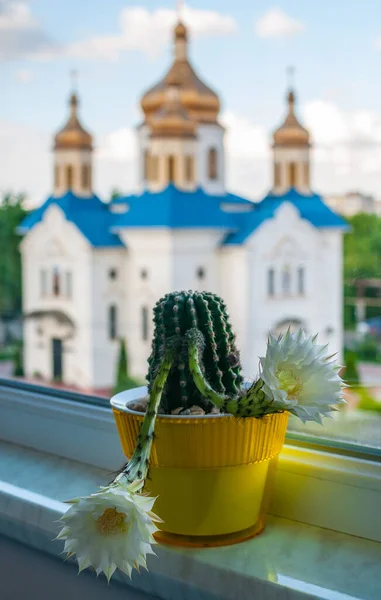 Flowering cactus standing on the windowsill