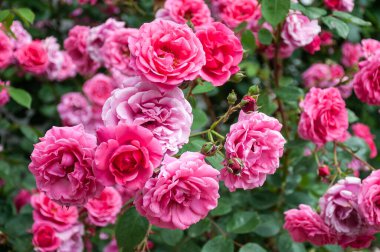 Çiçek açmış parlak pembe güller. Bahçede pembe güller açar. Çay gülü çiçekleri. Gül çalısı. Gül bahçesi.