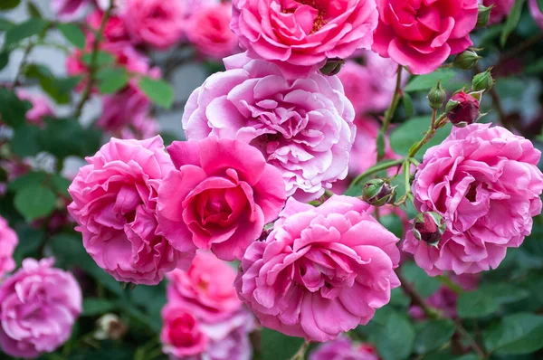 Çiçek açmış parlak pembe güller. Bahçede pembe güller açar. Çay gülü çiçekleri. Gül çalısı. Gül bahçesi.