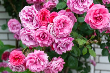 Çiçek açmış parlak pembe güller. Bahçede pembe güller açar. Çay gülü çiçekleri. Gül çalısı. Gül bahçesi.