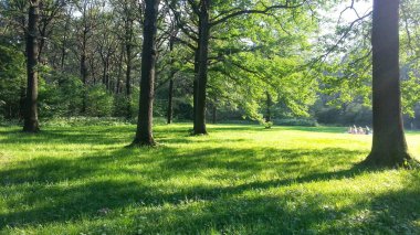 güzel güneşli yeşil glade