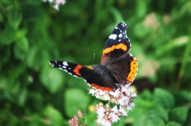 Büyük güzel bir kelebek bir çiçek üzerinde oturdu