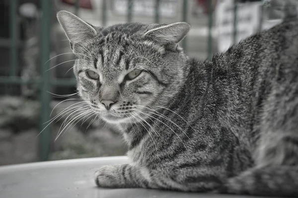 Сірий Бродячий Кіт Кривими Вухами — стокове фото