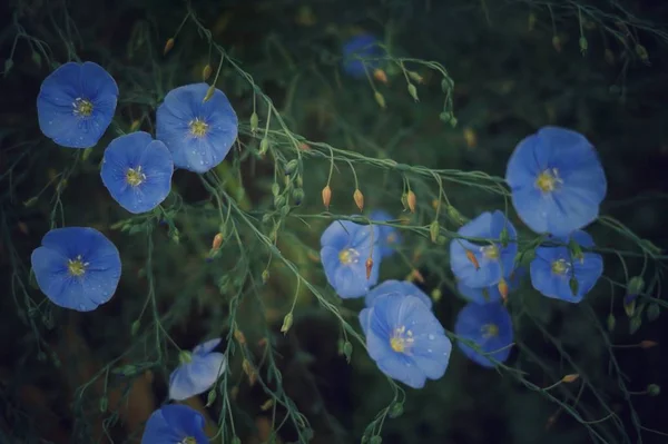 Small Blue Flowers Dark Background — Stock Photo, Image