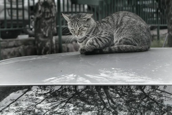Сірий Самотній Кіт Сидить Даху Автомобіля — стокове фото