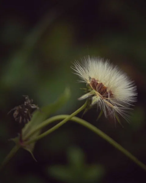 Flauschige Blume Aber Kein Löwenzahn — Stockfoto