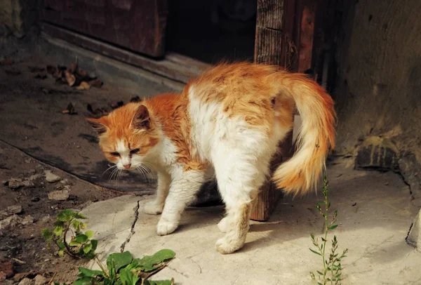 Бездомний Червоний Самотній Кіт — стокове фото