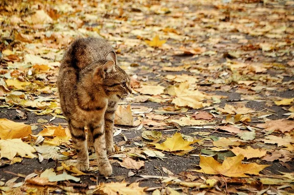Katze Herbstlaub — Stockfoto