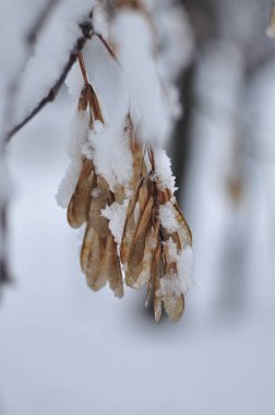 Kardaki Meşe Yaprağı