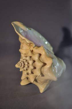 Büyük deniz kabuğu fotoğrafı