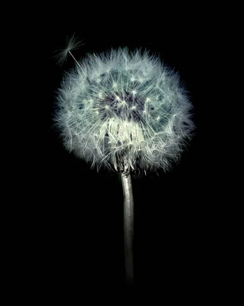 White Dandelion Black Background — Stock Photo, Image