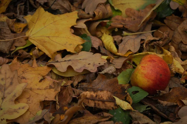 Red Apple Fell Autumn Foliage — Stock Photo, Image