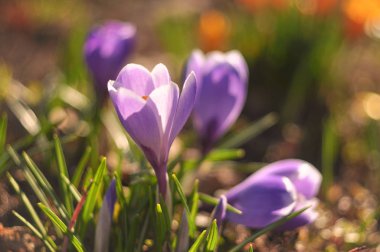 bahar içinde ihale çiğdemler Bloom