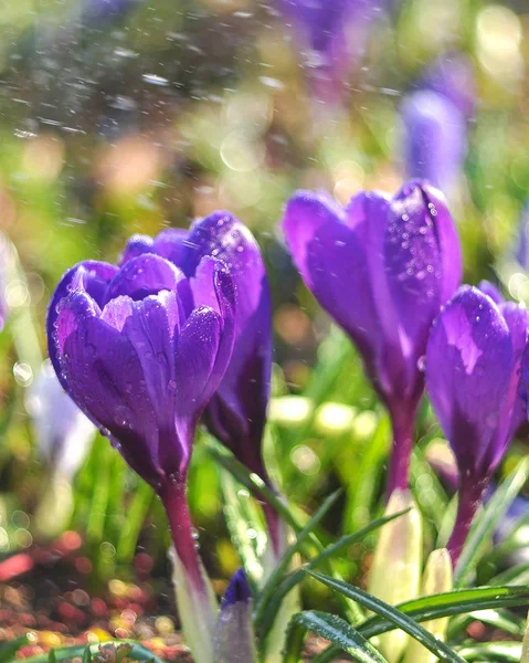 Tavaszi Krókuszok Virág Tavasszal — Stock Fotó