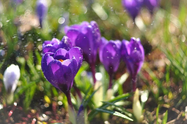 Tavaszi Krókuszok Virág Tavasszal — Stock Fotó