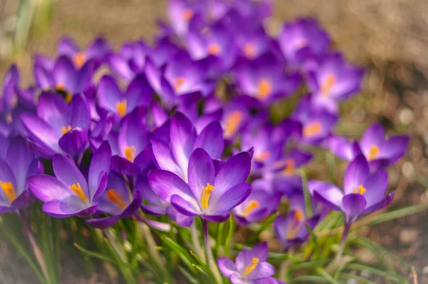 Első Tavaszi Virágok Krókuszok Park Egy — Stock Fotó
