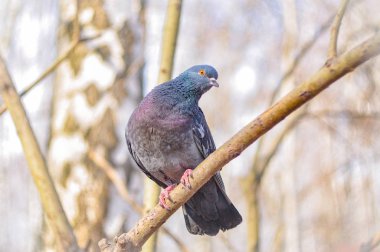 bir dal üzerinde oturan güzel güvercin