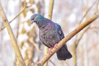 bir dal üzerinde oturan güzel güvercin