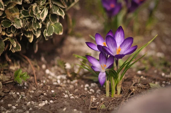 Első Tavaszi Virágok Krókuszok Park Egy — Stock Fotó