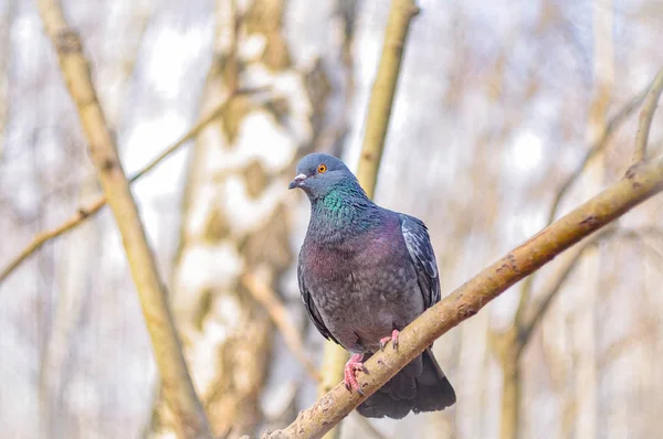 Beau Pigeon Assis Sur Une Branche — Photo