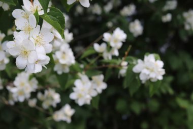 Bush ile Yasemin çiçekleri.