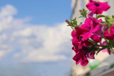 Gökyüzüne karşı sokak Petunya çiçek