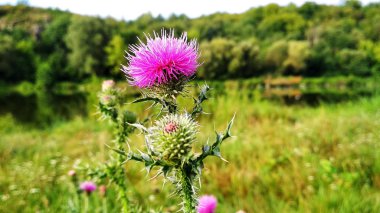 Nehir, gökyüzü ve çim zemin üzerine çiçek dikenleri.
