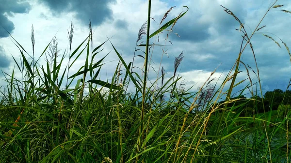 Grünes hohes Gras vor einem schönen wolkenverhangenen Himmel — Stockfoto