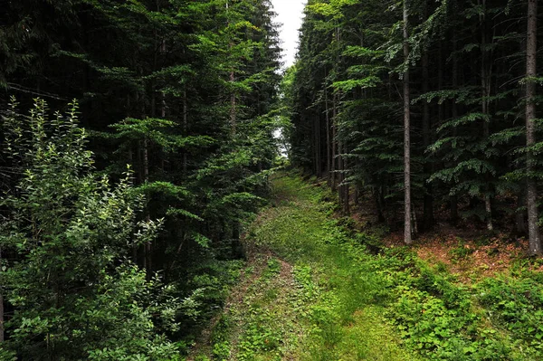 Дорога, тропа в лесу в горах . — стоковое фото